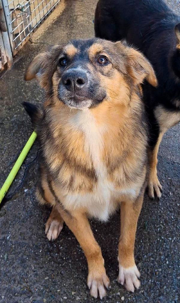 BEA🐶 CUCCIOLA TAGLIA MEDIA CERCA 🏡 Foto 8